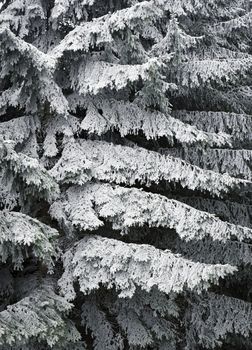 abstract seasonal background frozen branches of spruce