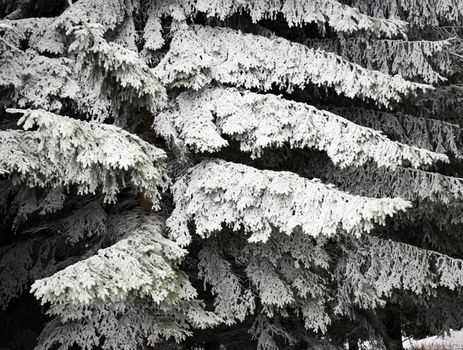 abstract seasonal background frozen branches of spruce