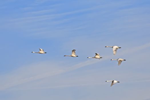 Migrating Tundra Swans ( Cygnus columbianus ) fly in  formation after a layover in Lancaster County Pennsylvania USA. This swan is similar to the Whistling Swan and Trumpeter Swan.