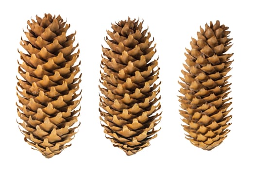 set of beautiful spruce cones