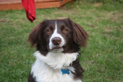 cute red and white spaniel collie cross pet working dog