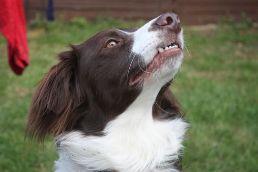 cute red and white spaniel collie cross pet working dog