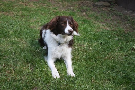 cute red and white spaniel collie cross pet working dog