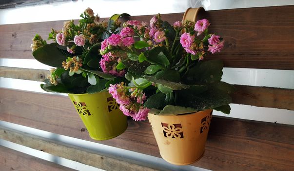 Beautiful flowers in the pots hanging on a wooden wall decoration