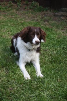 cute red and white spaniel collie cross pet working dog