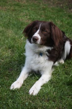 cute red and white spaniel collie cross pet working dog