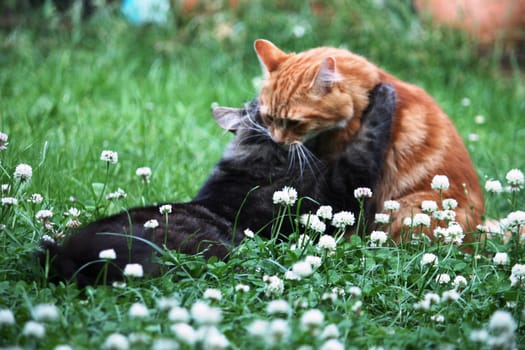 cute ginger and tabby cats in long grass