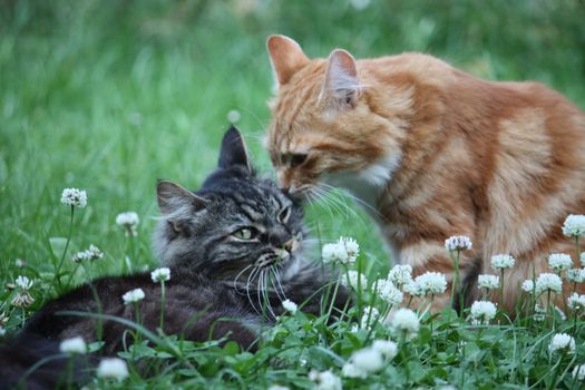 cute ginger and tabby cats in long grass