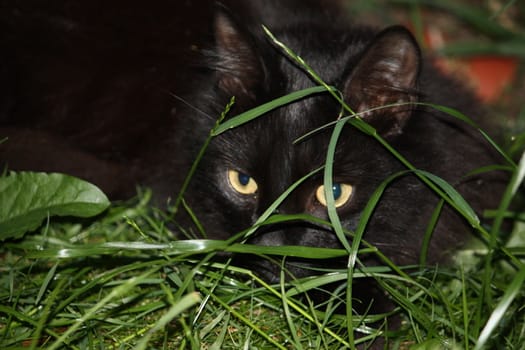 cute long haired black cat in long grass