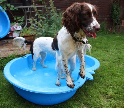 Liver and white working type english springer spaniel pet gundog