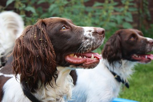 Liver and white working type english springer spaniel pet gundog