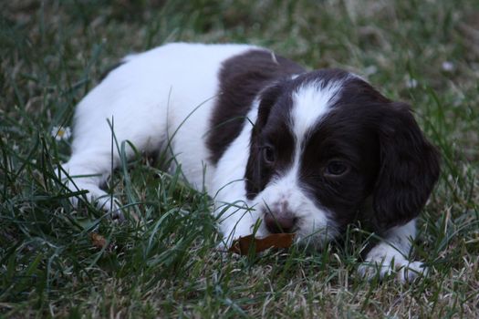 liver and white working type english springer spaniel pet gundog puppy