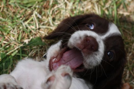 liver and white working type english springer spaniel pet gundog puppy