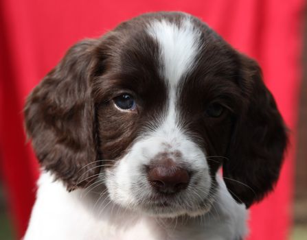 liver and white working type english springer spaniel pet gundog puppy