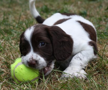 liver and white working type english springer spaniel pet gundog puppy