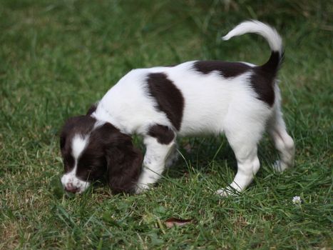 liver and white working type english springer spaniel pet gundog puppy