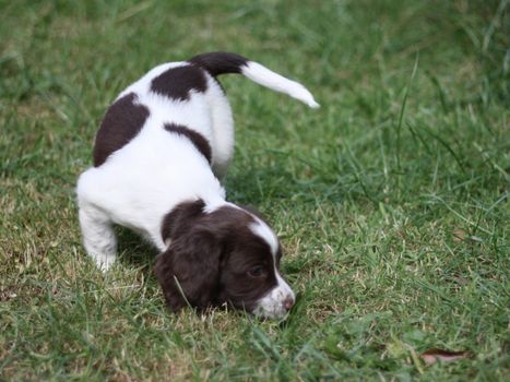 liver and white working type english springer spaniel pet gundog puppy