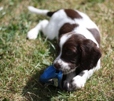 liver and white working type english springer spaniel pet gundog puppy