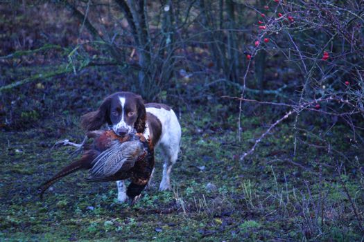 liver and white working type english springer spaniel pet gundog carrying a pheasant