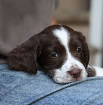 liver and white working type english springer spaniel pet gundog puppy