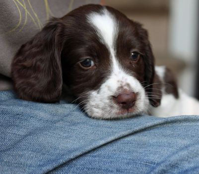 liver and white working type english springer spaniel pet gundog puppy