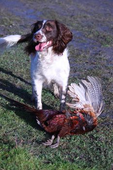 young working type english springer spaniel pet gundog with a pheasant