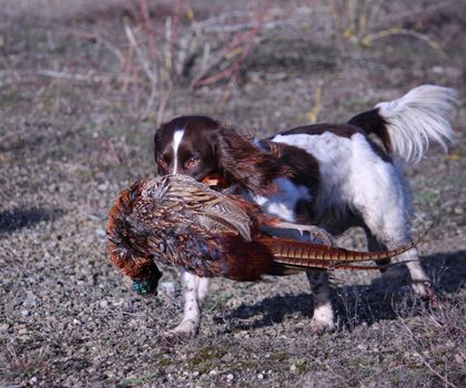 liver and white working type english springer spaniel pet gundog carrying a pheasant