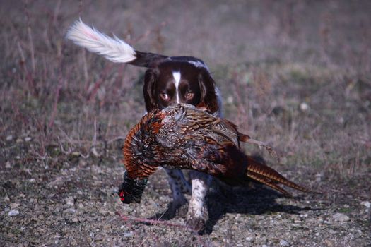 liver and white working type english springer spaniel pet gundog carrying a pheasant