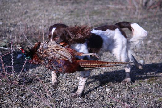 liver and white working type english springer spaniel pet gundog carrying a pheasant