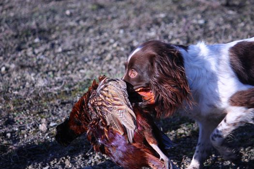 liver and white working type english springer spaniel pet gundog carrying a pheasant