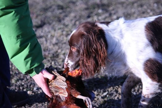 liver and white working type english springer spaniel pet gundog carrying a pheasant