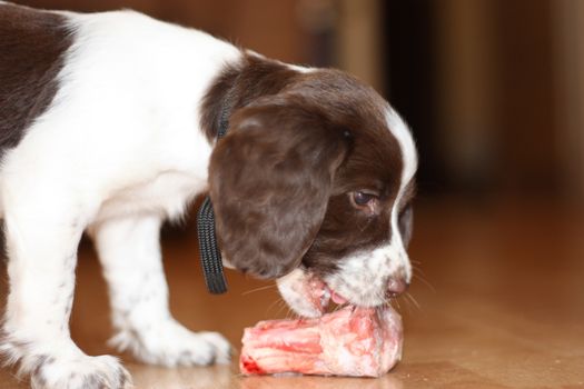 young working type english springer spaniel puppy eating raw meat