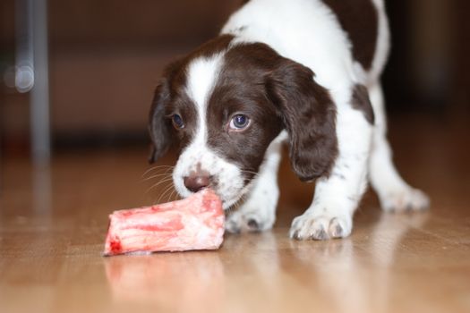 young working type english springer spaniel puppy eating raw meat