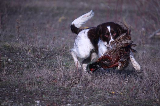 liver and white working type english springer spaniel pet gundog carrying a pheasant