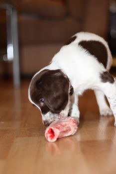 young working type english springer spaniel puppy eating raw meat