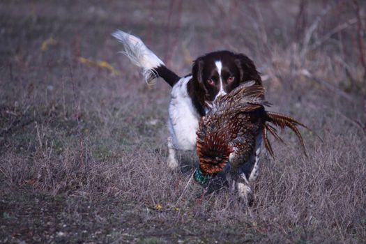 liver and white working type english springer spaniel pet gundog carrying a pheasant