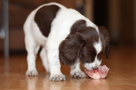 young working type english springer spaniel puppy eating raw meat