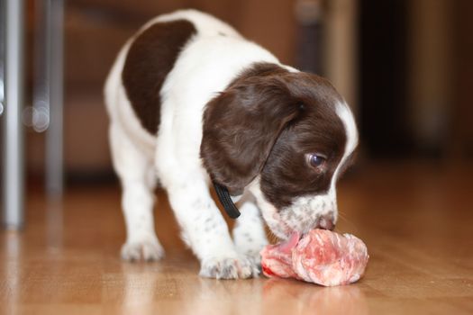 young working type english springer spaniel puppy eating raw meat