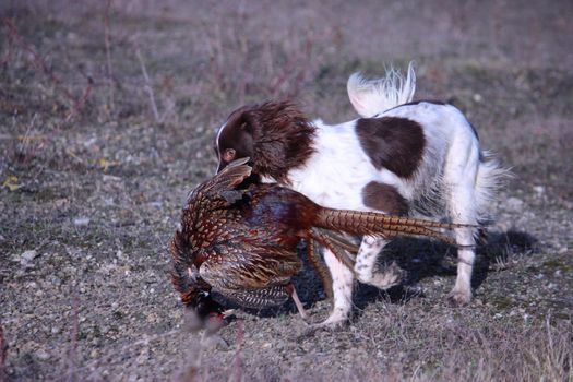 liver and white working type english springer spaniel pet gundog carrying a pheasant