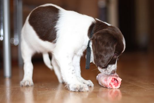 young working type english springer spaniel puppy eating raw meat