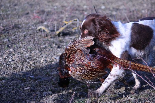 liver and white working type english springer spaniel pet gundog carrying a pheasant