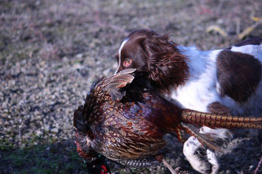 liver and white working type english springer spaniel pet gundog carrying a pheasant