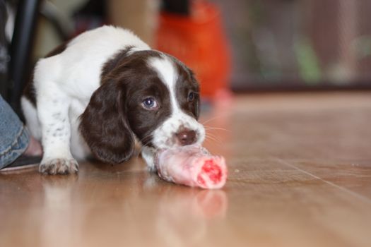 young working type english springer spaniel puppy eating raw meat