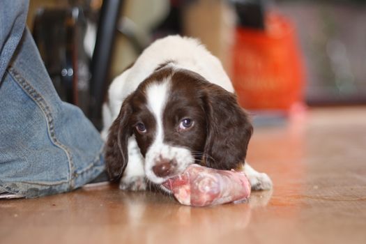 young working type english springer spaniel puppy eating raw meat