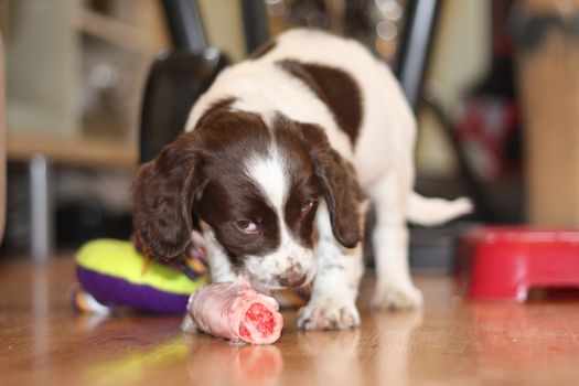 young working type english springer spaniel puppy eating raw meat