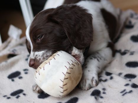 young working type english springer spaniel puppy playing with a ball