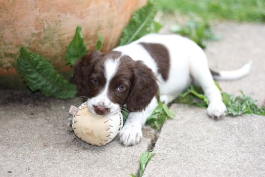 young working type english springer spaniel puppy playing with a ball