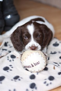 young working type english springer spaniel puppy playing with a ball