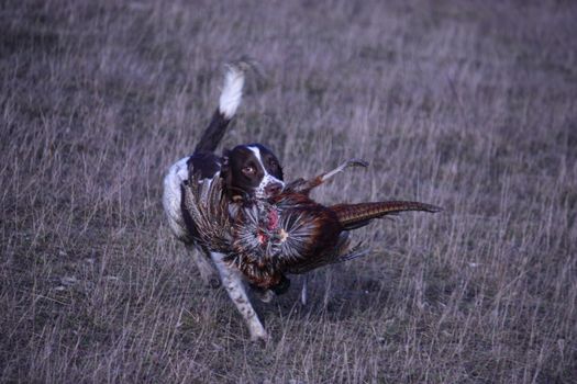 liver and white working type english springer spaniel pet gundog carrying a pheasant