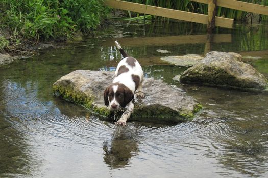 young liver and white working type english springer spaniel pet gundog puppy